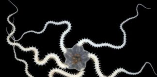 Deep-sea mining tests impact over a third of seabed animals – scientists