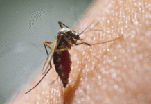 क्यालिफोनिर्या र फ्लोरिडामा ३ करोड २० लाख लामखुट्टे छाड्दै गुगल